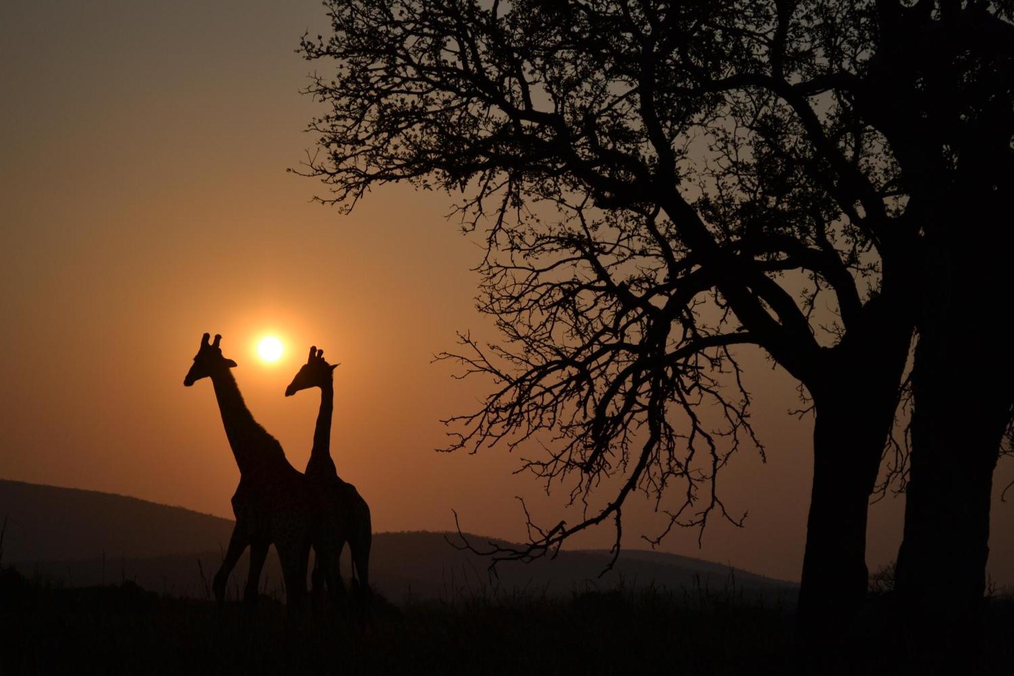 Manyoni Private Game Reserve 레오파드 마운틴 사파리 로지 빌라 외부 사진