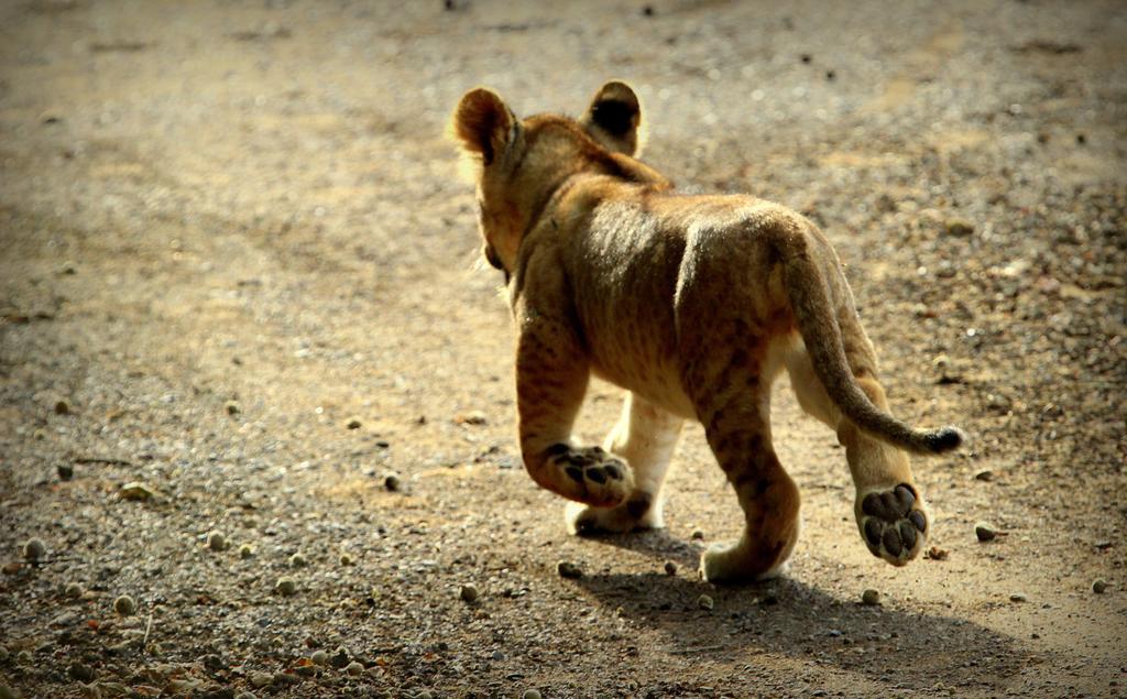 Manyoni Private Game Reserve 레오파드 마운틴 사파리 로지 빌라 외부 사진