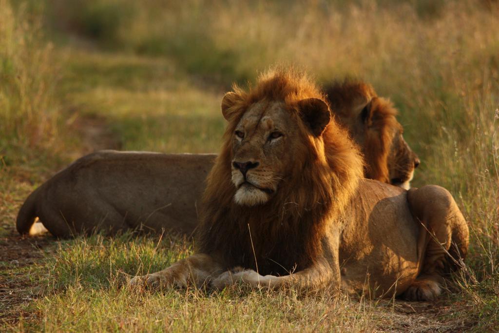 Manyoni Private Game Reserve 레오파드 마운틴 사파리 로지 빌라 외부 사진