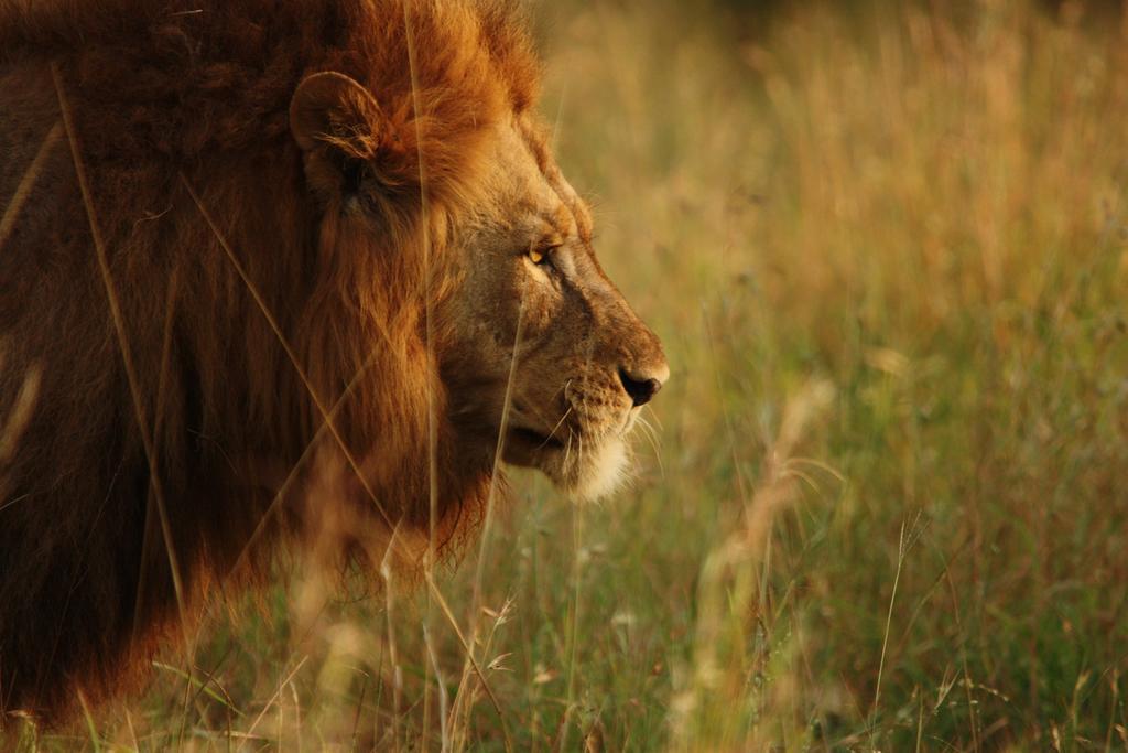Manyoni Private Game Reserve 레오파드 마운틴 사파리 로지 빌라 외부 사진