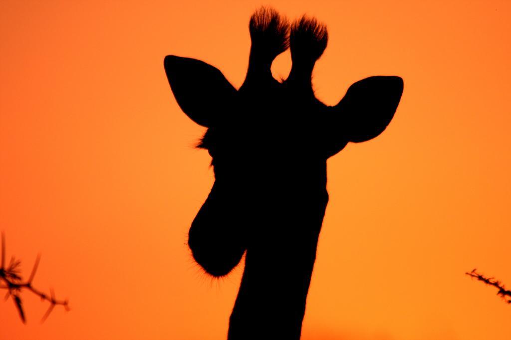 Manyoni Private Game Reserve 레오파드 마운틴 사파리 로지 빌라 외부 사진