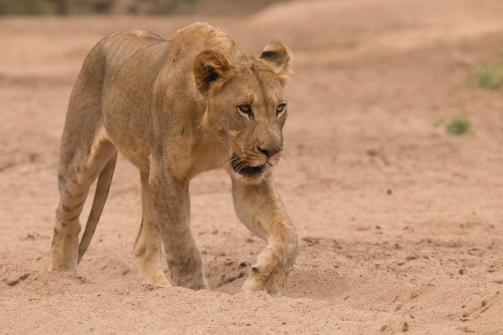 Manyoni Private Game Reserve 레오파드 마운틴 사파리 로지 빌라 외부 사진