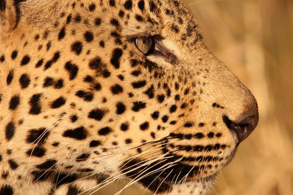 Manyoni Private Game Reserve 레오파드 마운틴 사파리 로지 빌라 외부 사진